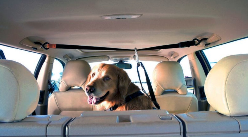 Собака в автомобиле: как обеспечить безопасность вашего питомца во время путешествия на автомобиле